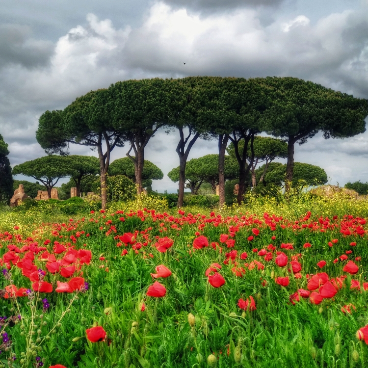 ostia in fiore