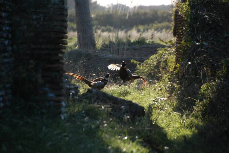ostia antica fagiani
