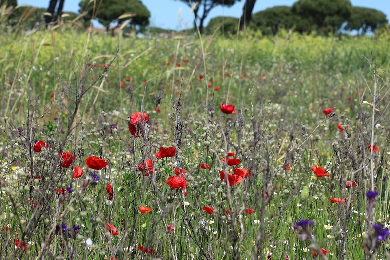 ostia antica prato