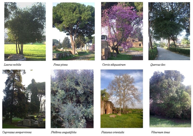 Verde a Ostia antica