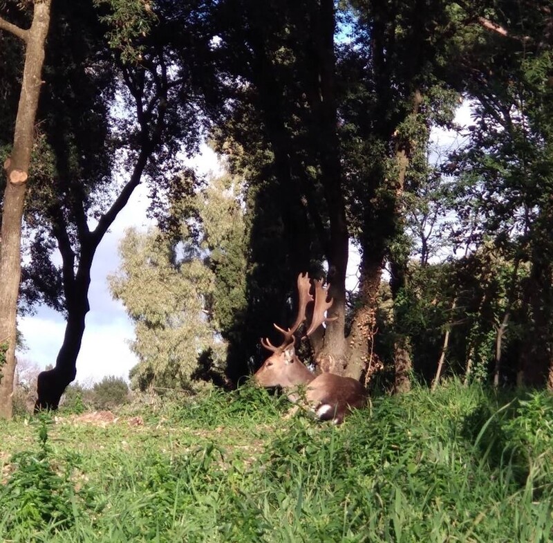 Area archeologica di Portus: un daino