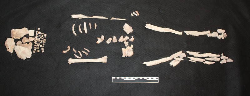 scheletro sarcofago delle Muse